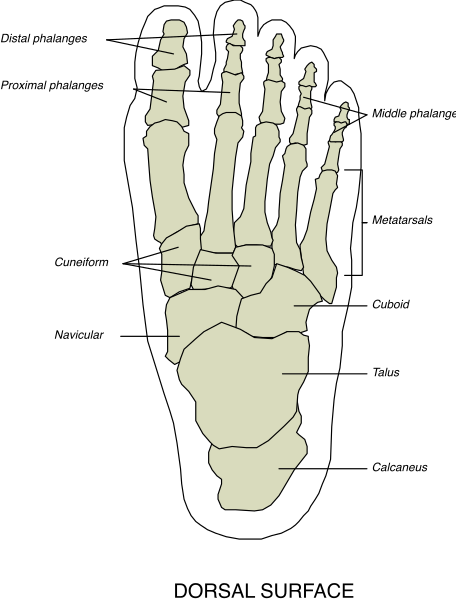 The black and white illustration shows a human foot with five toes on top of it, resembling an X-ray image revealing bones within each toe.