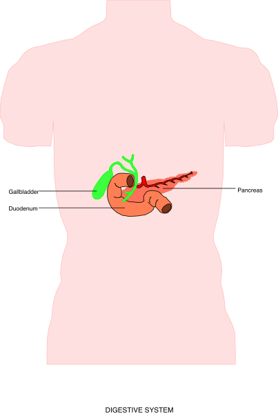 The image shows a torso with an enlarged heart that has been cut open to reveal its internal structure, including chambers and valves, along with what appears to be a small creature inside it.