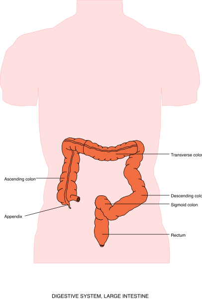 The image shows a simplistic illustration of an internal human body with organs labeled: "Liver," "Stomach" (with food), "Intestines."