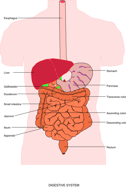 The image shows a diagram of an adult human torso with internal organs labeled: liver (red), stomach (green) heart (pink).