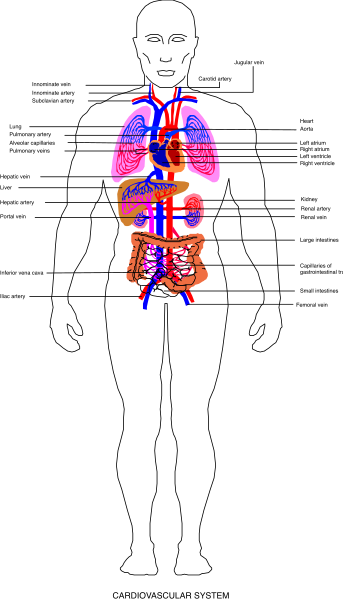 The image shows a black and white silhouette of an adult human figure with internal organs visible inside it against a dark background.