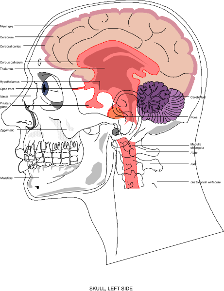 The black and white illustration shows a human skull with an open braincase revealing various parts of the brain inside it against a dark background.