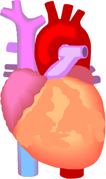 The image shows a colorful illustration of an open human heart with its internal structure visible against a plain background.