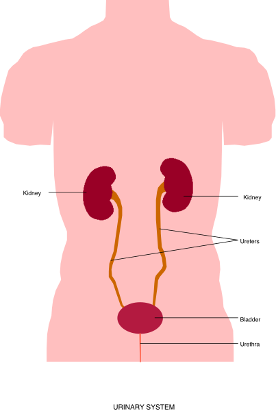 The image shows a cartoon of an adult human torso with internal organs visible through transparent skin, including red arrows pointing to different parts such as heart, lungs, kidneys, liver, spleen, and stomach; there is also a pinkish-red outline around the figure's head.