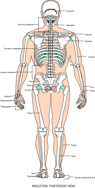 The image shows a detailed anatomical illustration of human skeletal structure from head to toe against black background with no additional context provided about location or action taking place.