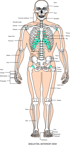 The image shows a skeleton with anatomical details of bones highlighted against a black background on the left side.