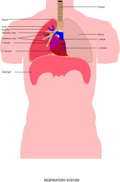 The image shows a diagram of anatomical structures within a human body with labels indicating different parts such as lungs, heart, liver, kidneys, stomach, intestines, spleen, pancreas and other organs in shades of pink against black background.