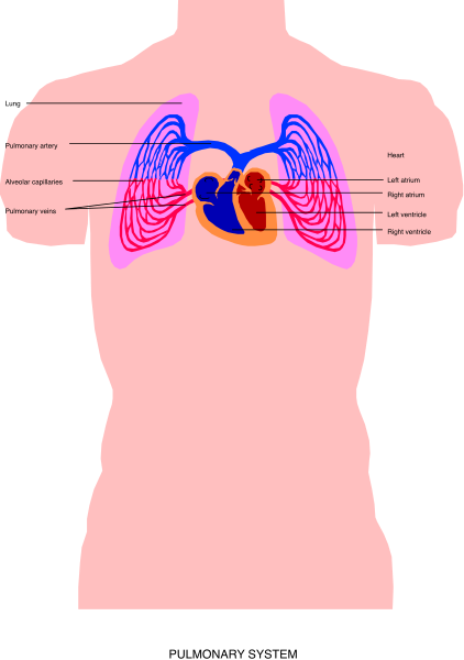 The image shows a diagram of an internal human body with labels indicating different organs such as heart, lungs, kidneys, liver, stomach, intestines, spleen, pancreas, bladder and reproductive system.