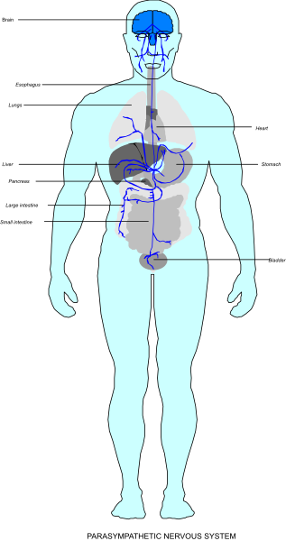 The image shows a black silhouette of an adult human figure with internal organs highlighted on it against a dark background.