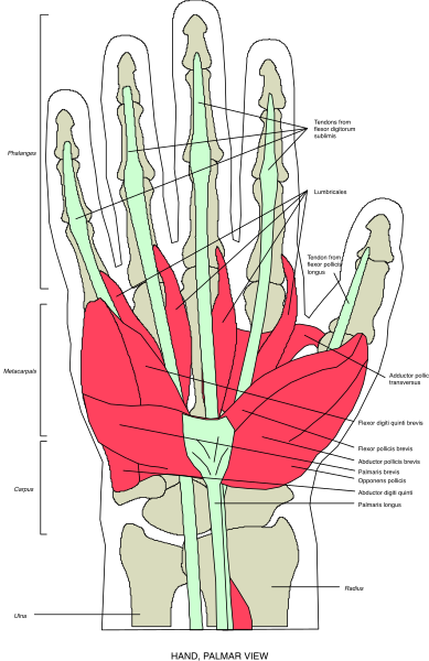 The image shows a skeleton with red flowers on its hand against a black background.