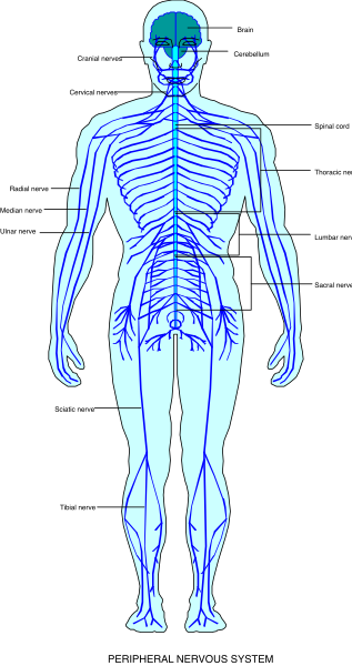 The image shows a black and white illustration of anatomical human figure with labeled bones and muscles from behind.