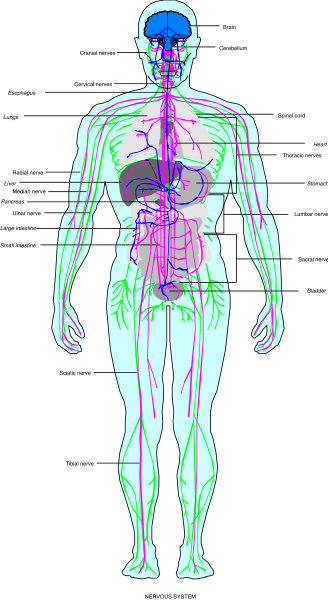 The image shows a black and white illustration of anatomical mannequin with highlighted internal organs such as lungs, heart, liver, kidneys, stomach, intestines, spleen, pancreas, brain, muscles, bones, skin, eyes, ears, nose, mouth, tongue, teeth, hair.