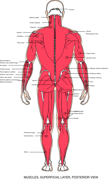 The image shows a detailed anatomical illustration of human muscles on someone's back against a black background with red highlights to indicate muscle groups.