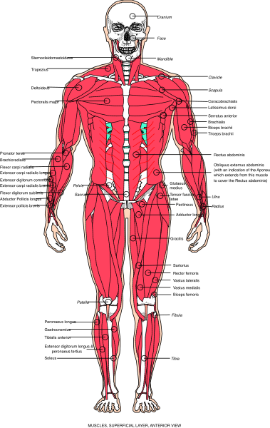 The image shows a detailed illustration of anatomical human figure with labels indicating different parts of the body such as bones, muscles, organs, etc., set against black background.