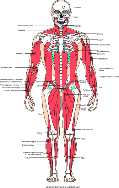 The image shows a detailed anatomical illustration of human skeletal structure with labels indicating different parts such as skull, ribs, spine, hip bones, thigh bone, shinbone, foot bones, and toes on each digit.
