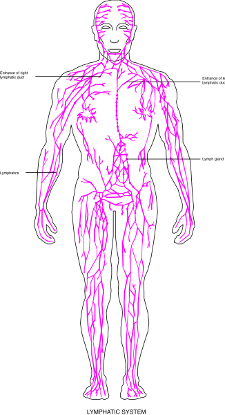 The image shows a black and white line drawing of an adult human figure with labeled parts such as head, neck, torso, arms, legs, hands, feet, fingers, toes, eyes, nose, mouth, ears, hair, skin, bones, muscles, organs, blood vessels, nerves.