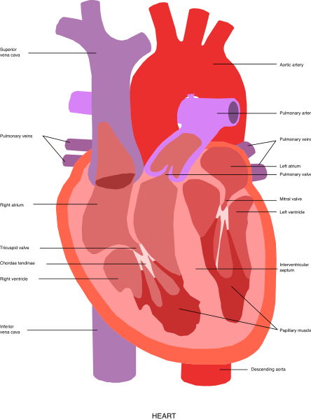 The image shows a stylized illustration of an open human heart with various organs visible inside it against a dark background.