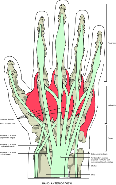 The image shows a skeletal hand with red veins against a black background.
