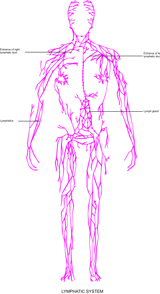 The image shows a black and white silhouette of an adult human figure standing against a dark background with purple highlights on muscles indicating strength training focus areas.