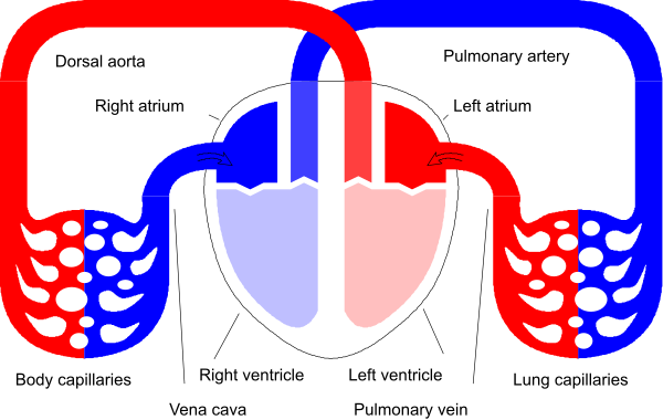 The image shows a stylized graphic with two human figures connected by red lines to three different colored hearts: blue for male, pink for female, and yellow for child; each heart has an icon inside it representing its gender identity (male, female, or child).