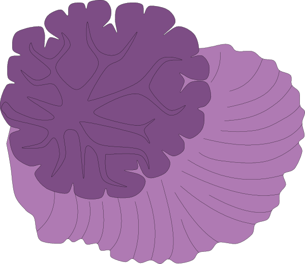 The image shows a purple brain with two lobes on either side of it against a black background.