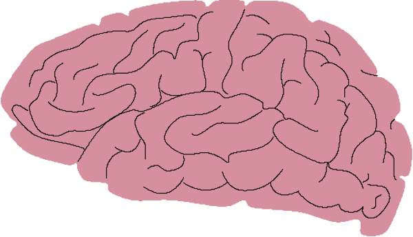 The black and white illustration shows a brain with two lobes connected by lines representing neural connections.