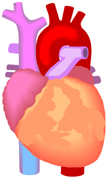 The illustration shows a stylized human heart with various organs inside it against a white background.