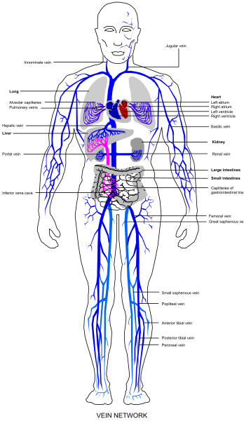 The image shows a detailed black and white illustration of an adult human body with labeled organs such as heart, lungs, liver, kidneys, stomach, intestines, spleen, pancreas, brain, muscles, bones, nerves, blood vessels, skin, eyes, ears, nose, mouth, tongue, teeth, hair, and reproductive system.