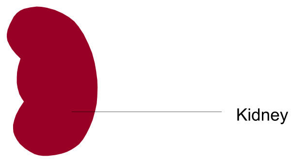 The image shows a red heart shape with an overlaid white text that reads "KIDNEY."
