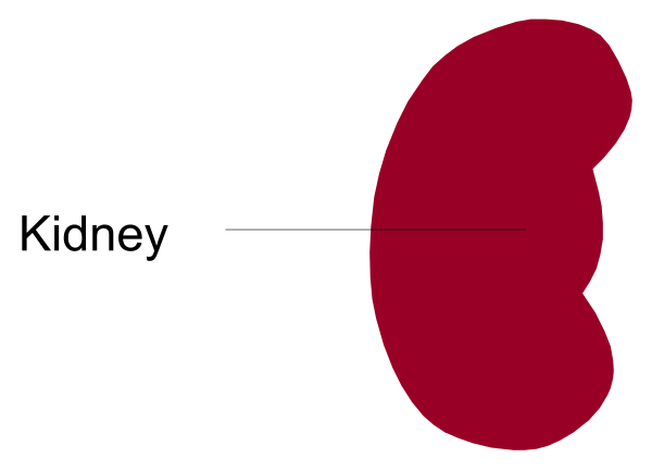 The image shows a red circle with an outline of kidney inside it on top of another object that appears to be pink in color but is obscured by the text "Kidney" written above it.