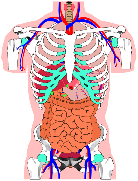 The illustration shows a detailed anatomical model of human internal organs with labels indicating their functions within the body.