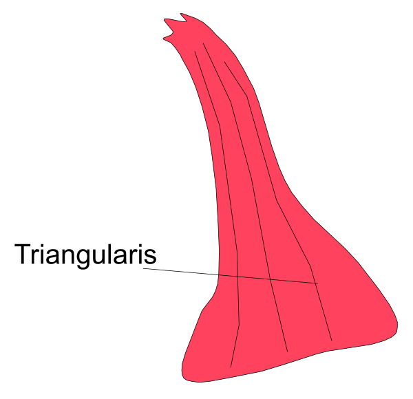 The image shows a red triangular shape with an arrow pointing to it from above labeled "TRIANGULARS."