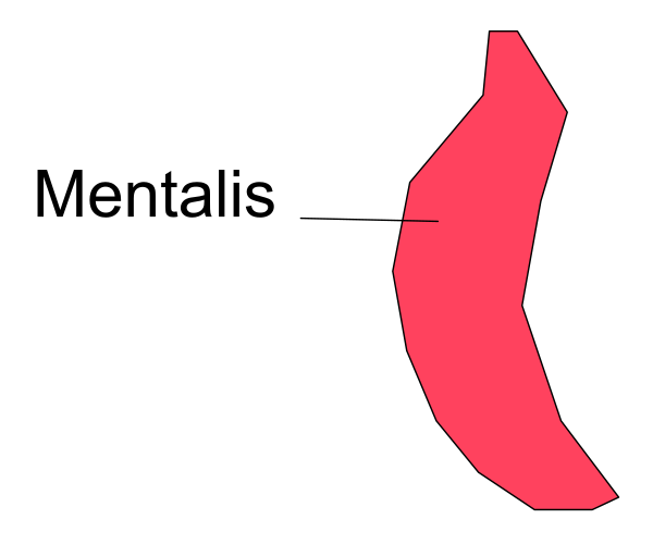 The image shows a red arrow pointing to "Mentalis" on an illustration of what appears to be a brain with various lobes labeled in English.