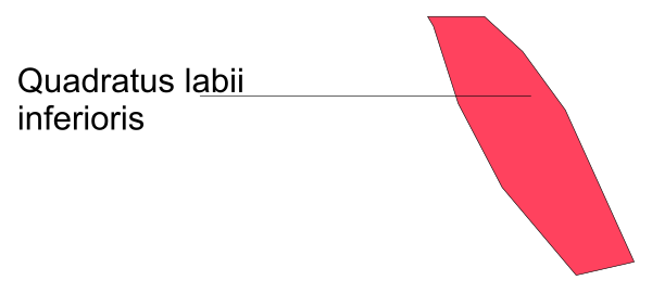 The image shows a red arrow pointing to an object labeled "quadratum labii" with text above it that reads "inferioris."