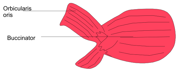 The image shows a red silhouette of an octopus with eight tentacles labeled as "orbicularis," "buccinator" on its head, and other labels indicating different parts such as eyes, mouths, gills, etc., against a white background.