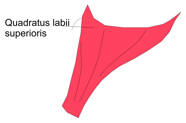 The image shows a red flag with text on it that says "quadratus labis" next to an illustration of what appears to be a quadrilateral shape in black ink.