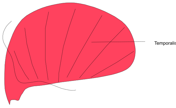 The image shows a red leaf with text indicating it's temporary, next to an illustration of what appears to be a human head wearing glasses labeled "temporalis."