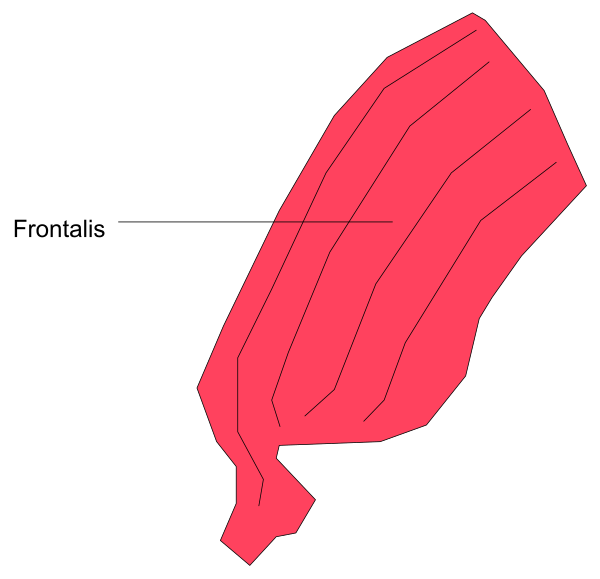 The image shows a red map with an area labeled "Frontalis."