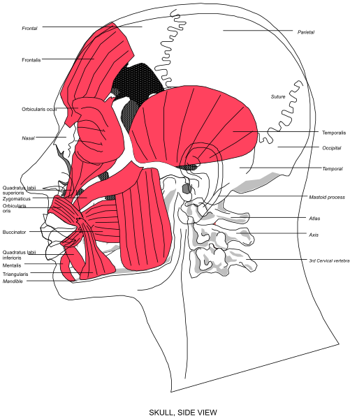 The image shows a detailed anatomical illustration of human head with labels indicating different parts such as brain, eye socket, nose, mouth, teeth, tongue, throat, vocal cords, trachea, lungs and heart.