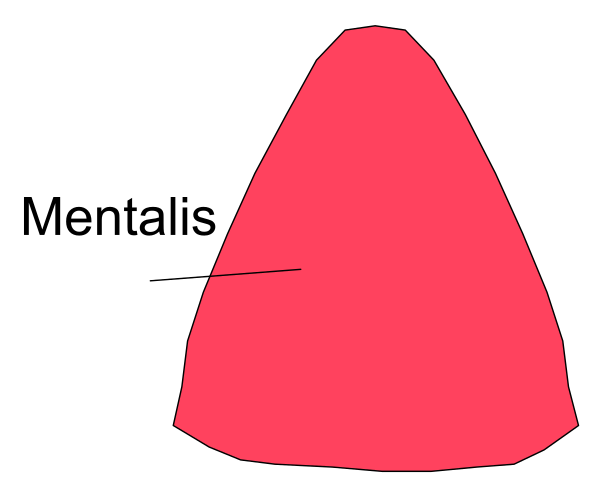 The image shows a simple diagram with two shapes: an orange cone labeled "Mentals" on top of another shape that is red in color but without any specific label for it below the word "mentalis."