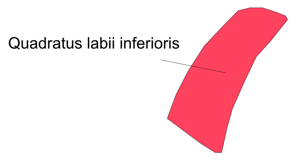 The image shows a red arrow pointing to an object labeled "quadratis labi inferiors," which is Latin for 'lower jaw of quadrate.'