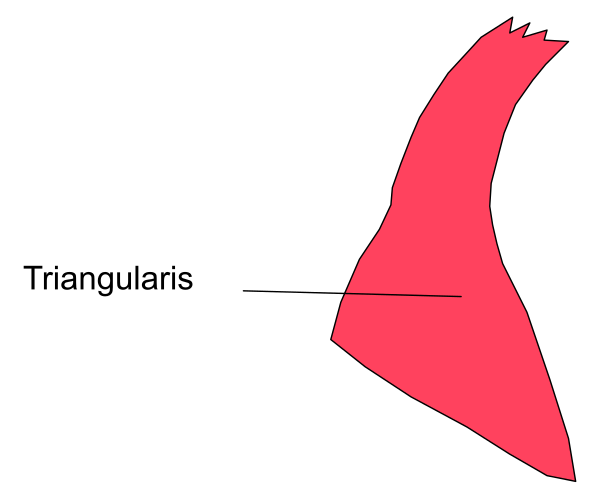 The image shows a red triangle labeled "TRIANGULARIS" with an arrow pointing to it from above.