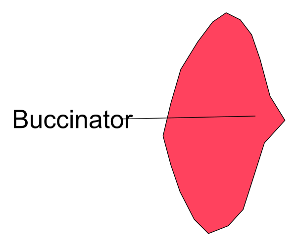 The image shows a red shape with an irregular outline that resembles a map of Italy on top of another object labeled "Buccinator."