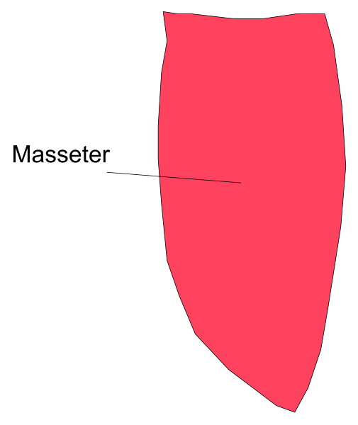 The image shows a red shape labeled "masseter" with an arrow pointing to it from above.