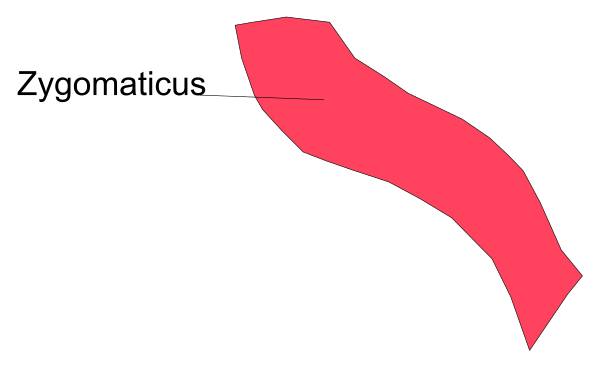 The image shows a red squiggly line with text above it that reads "Zygnomatics."