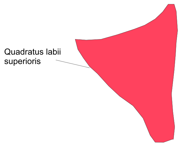 The image shows a red triangle with text inside it that reads "quadratus labibus superiores".