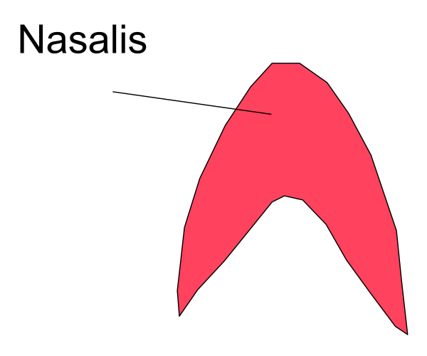 The image shows a simple line drawing of an arrow pointing to something labeled "nasalis," which is likely meant to represent the nasal bone in human anatomy.