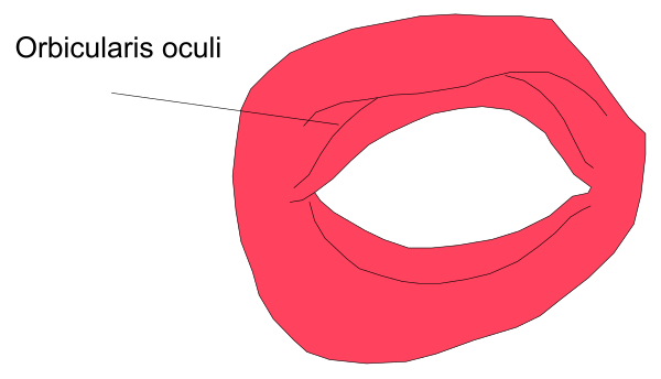 The image shows a red circle with an eye inside it labeled "ocularis" on top of another object that is also described as circular but without any specific details provided about its contents or appearance in this description, making it impossible to provide further information based solely on what you've given me