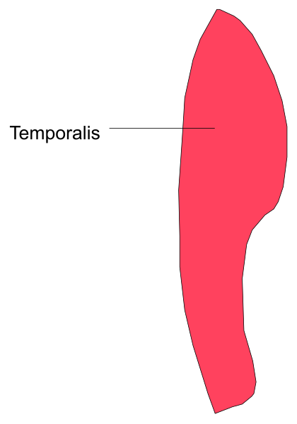 The image shows a red arrow pointing to an area labeled "temporalis."