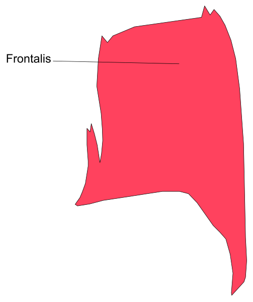 The image shows a red flag with white text that reads "Frontalis."
